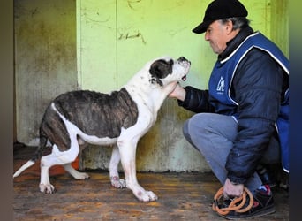 Dimitri - NOTFALL - Wie man einen Hund langsam kaputt stehen lässt