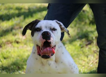 Dimitri - Gebt Ihr mir eine Chance?