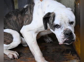 Dimitri - NOTFALL - Wie man einen Hund langsam kaputt stehen lässt