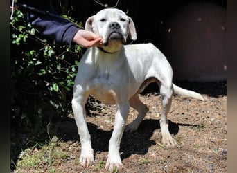 Dollaro - ist ein weißer Prachtkerl