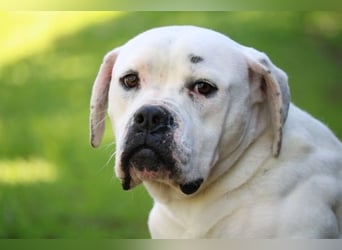 Dollaro - ist ein weißer Prachtkerl