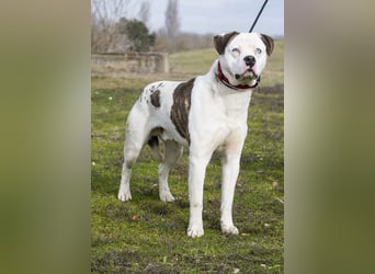 Boldizsar SI - aus dem Tierheim rein ins Zuhause