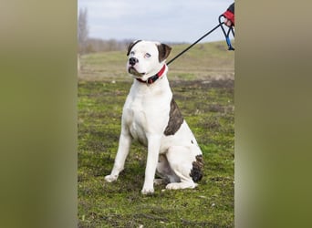 Boldizsar SI - aus dem Tierheim rein ins Zuhause