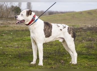 Boldizsar SI - aus dem Tierheim rein ins Zuhause