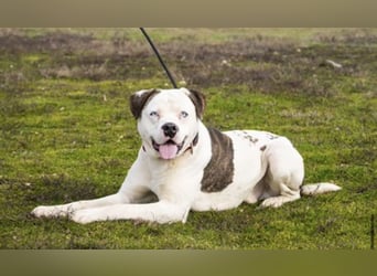 Boldizsar SI - aus dem Tierheim rein ins Zuhause