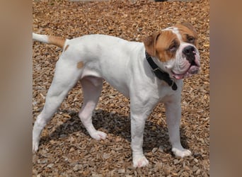 Englische/amerikanische Bulldogge
