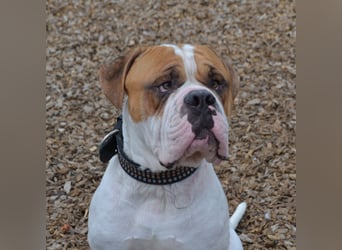 Englische/amerikanische Bulldogge