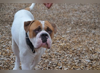 Englische/amerikanische Bulldogge