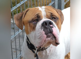 Englische/amerikanische Bulldogge