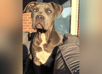 American Bulldog