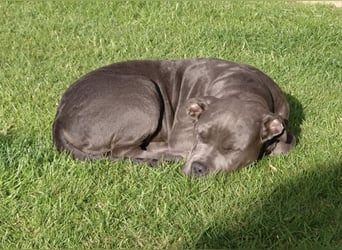 American Bulldog
