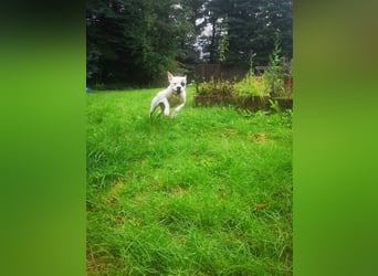 Branca - Knutschkugel sucht kompetente Pflegestelle