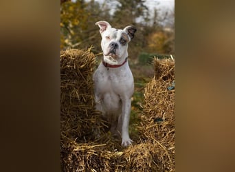 Branca - Knutschkugel sucht kompetente Pflegestelle
