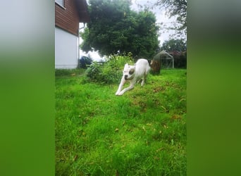 Branca - Knutschkugel sucht kompetente Pflegestelle