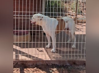 Erfahrene Pflege- oder Endstelle gesucht