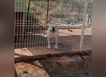 Erfahrene Pflege- oder Endstelle gesucht