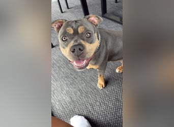 Amerikan Bully Pocket reinrassig mit Stammbaum