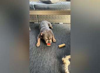 Amerikan Bully Pocket reinrassig mit Stammbaum