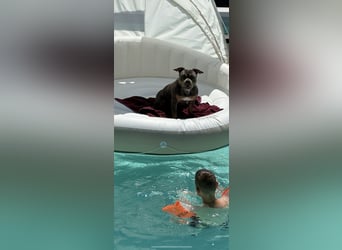 Amerikan Bully Pocket reinrassig mit Stammbaum