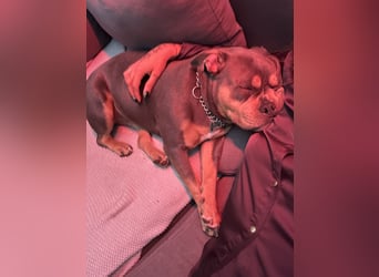 Amerikan Bully Pocket reinrassig mit Stammbaum