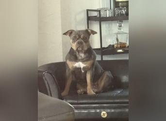 Amerikan Bully Pocket reinrassig mit Stammbaum