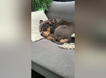 Amerikan Bully Pocket reinrassig mit Stammbaum