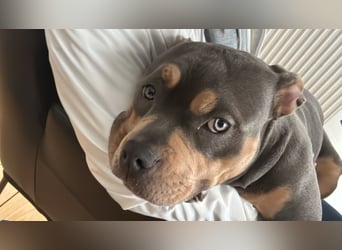 Amerikan Bully Pocket reinrassig mit Stammbaum