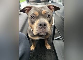 Amerikan Bully Pocket reinrassig mit Stammbaum