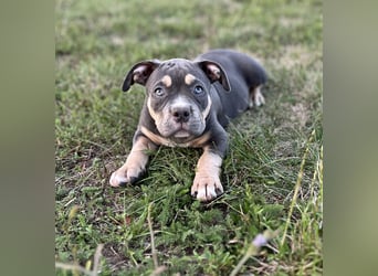 American Bully – Top quality puppies