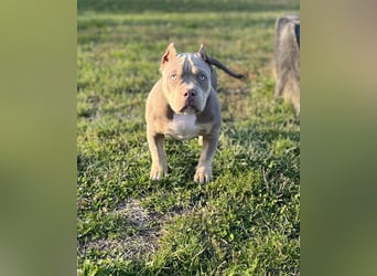 American Bully – Top quality puppies