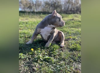 American Bully – Top quality puppies