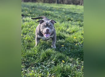 American Bully – Top quality puppies