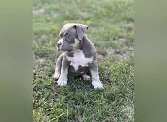 American Bully – Top quality puppies