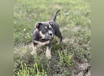 American Bully – Top quality puppies