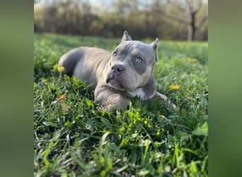 American Bully – Top quality puppies