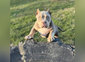 American Bully – Top quality puppies