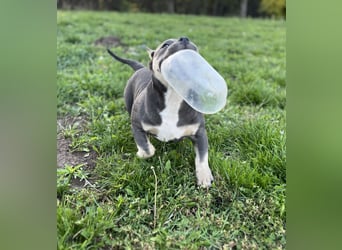 American Bully – Top quality puppies