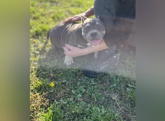 American Bully – Top quality puppies