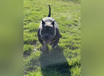 American Bully – Top quality puppies