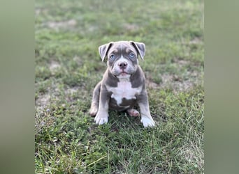 American Bully – Top quality puppies