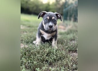 American Bully – Top quality puppies