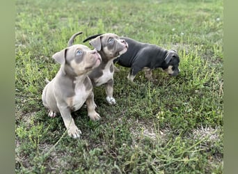 American Bully – Top quality puppies