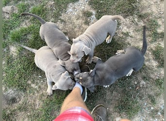 American Bully – Top quality puppies