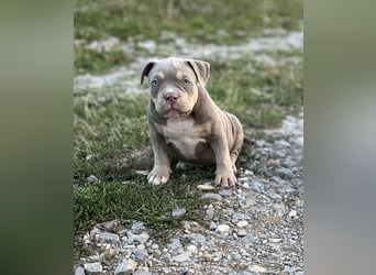 American Bully – Top quality puppies