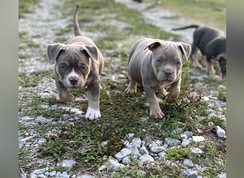 American Bully – Top quality puppies
