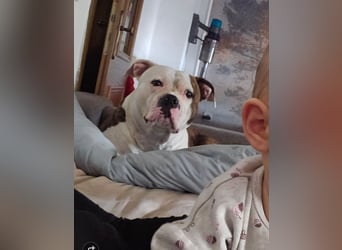 American Bully Hündin