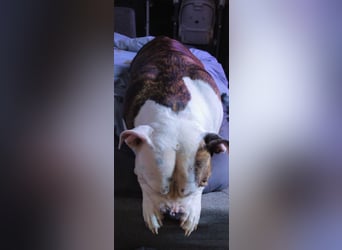 American Bully Hündin
