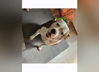 American Bully Hündin