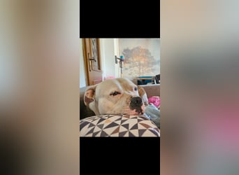 American Bully Hündin