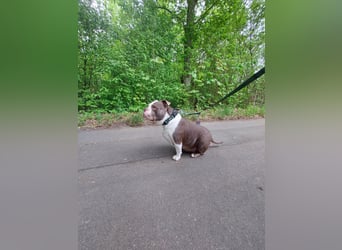 Notfall - american bully Hope schweren Herzens abzugeben